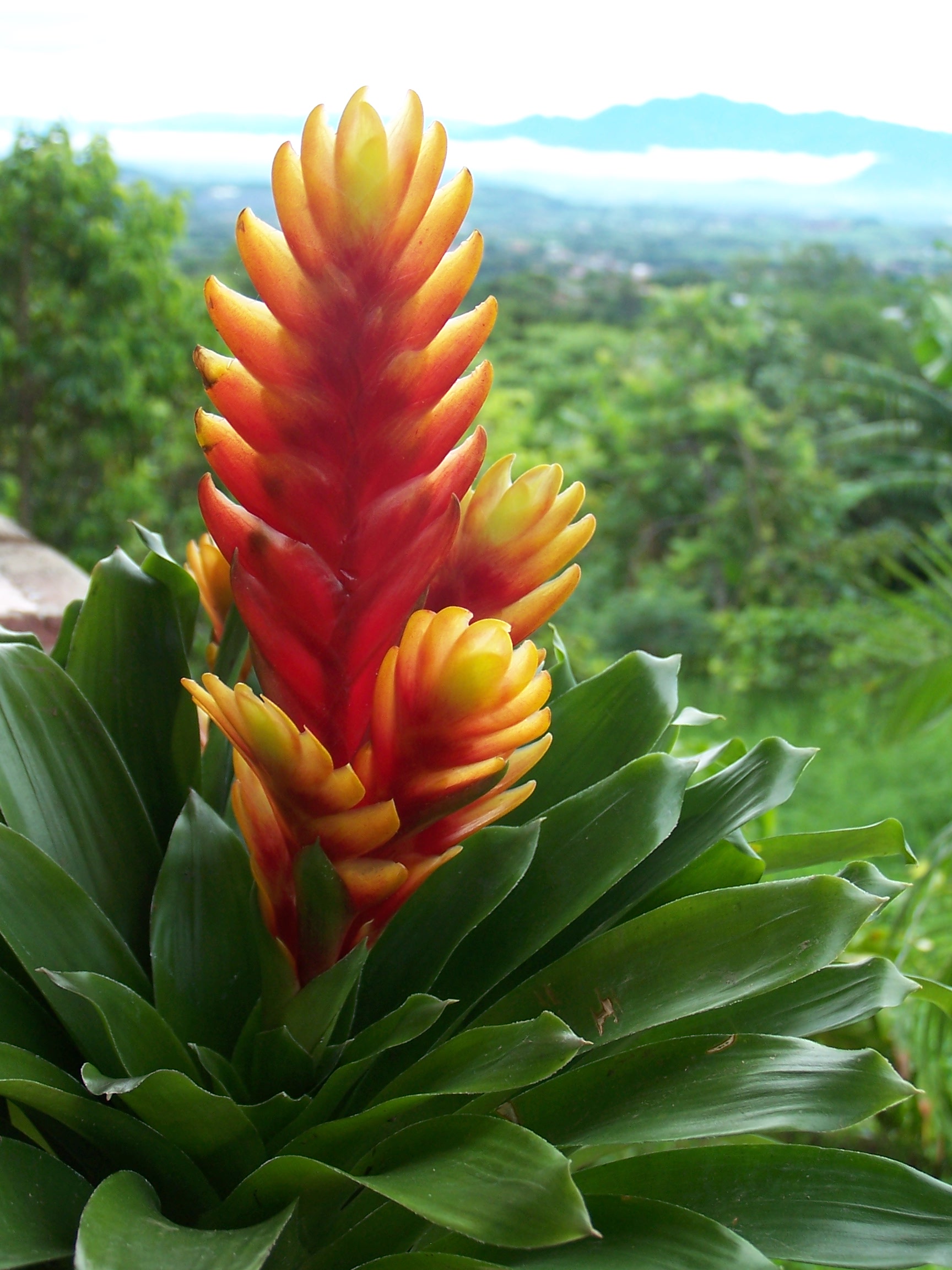 Costa Rica Flowers2